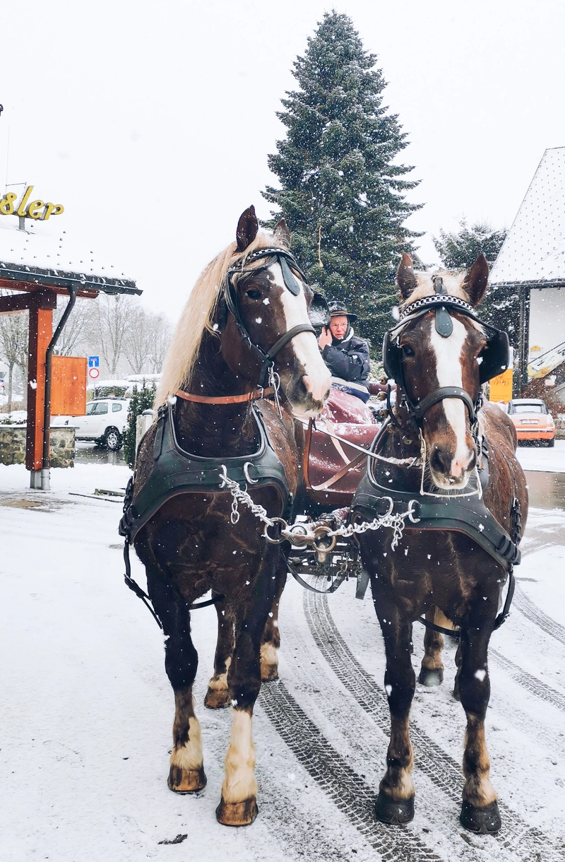 Outdoor Seehotel Wiesler_Kutschfahrt im Winter