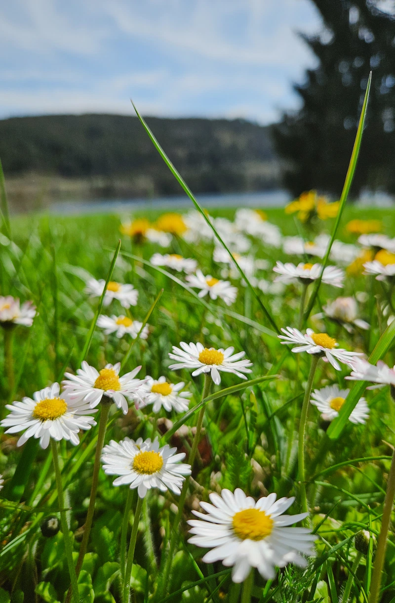 Outdoor Seehotel Wiesler_Blumenwiese mit Gänseblümchen