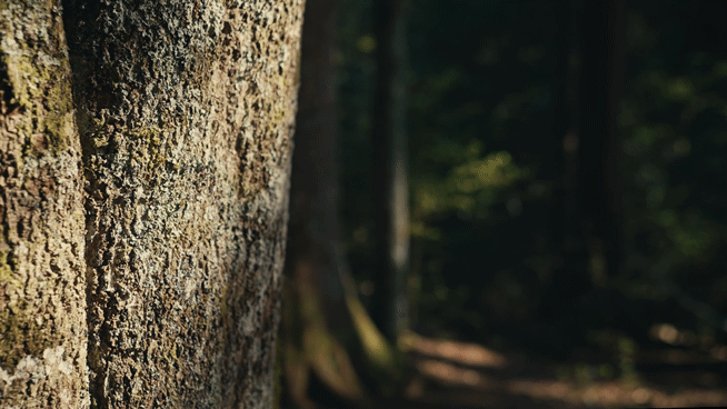 Übergang von natürlicher Baumrinde im Schwarzwald zu den Innenräumen der Inara Suites – zeigt, wie Natur und Architektur harmonisch ineinanderfließen.